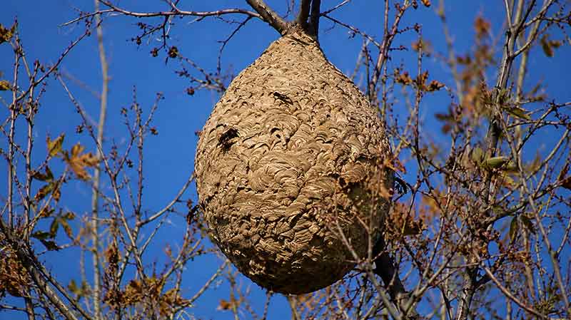 Nid de frelon asiatique dans un arbre à Brignoles - page AMV 296
